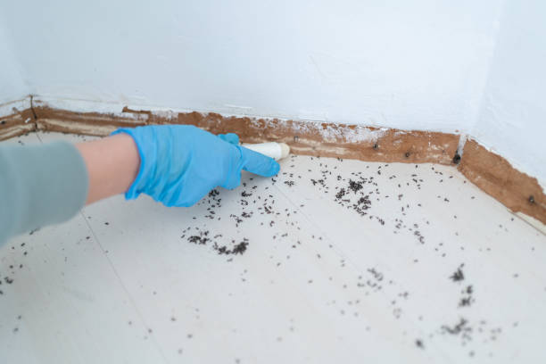 Flea Control Services in Scott, LA